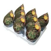 Ферокактус Histrix d10.5 см h12.5 см