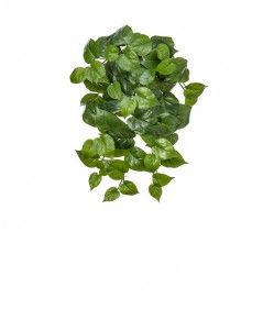 Филодендрон крупнолистный ампельный средний