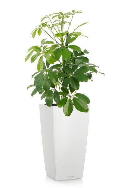 Шеффлера Нора в CUBICO COLOR 22