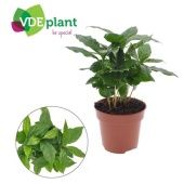 Кофе Арабика d12 см h25 см тип 2