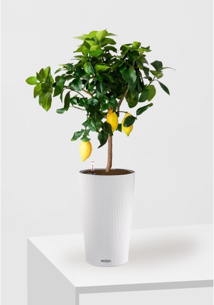 Цитрус Лимон 21/80 см в CILINDRO 32
