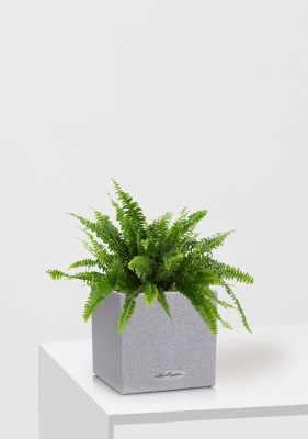 Нефролепис в CANTO STONE 14, серый камень