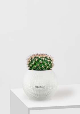 Кактус Маммиллярия Унцината 12/20 см в PURO 20, белый