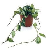 Хойя Krohniana Eskimo d12 см h15 см