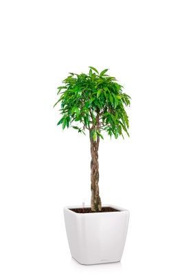 Фикус Амстел Кинг переплетенный 40/170 см в QUADRO LS 43, белый блестящий