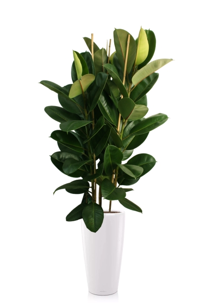 Фикус Эластика Робуста 3 ствола 35/160 см в RONDO 40 Фикус Эластика Робуста 3 ствола 35/160 см в RONDO 40