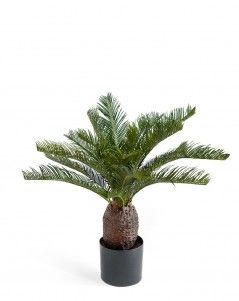 Пальма Цикас