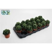 Хавортия Cymbiformis d8.5 см h15 см