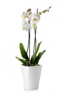 Орхидея Фаленопсис в DELTINI 14 Орхидея Фаленопсис в DELTINI 14