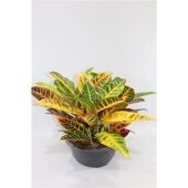 Кротон Кодиеум Петра d27 см h40 см