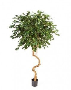 Фикус Бенджамина на забавном стволе