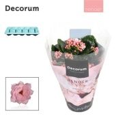 Каланхоэ Calandiva Serenity Soft Pink Tender d10.5 см h23 см