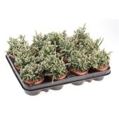 Рипсалис Хоррида d8.5 см h12.5 см