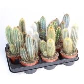 Кактус Зуил колоновидный микс d10.5 см h20 см
