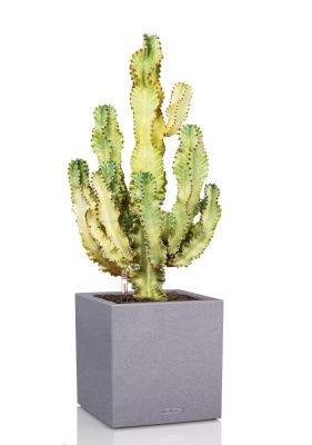 Эуфорбия Ингенс в CANTO STONE LOW 40, серый камень