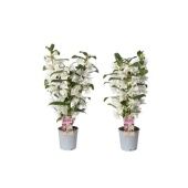 Дендробиум Nobile Classic Apollon 3 ствола белый d12 см h55 см