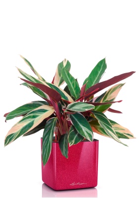 Строманта 12/40 см в CUBE GLOSSY KISS 14, вишнево-розовый блестящий Строманта 12/40 см в CUBE GLOSSY KISS 14, вишнево-розовый блестящий