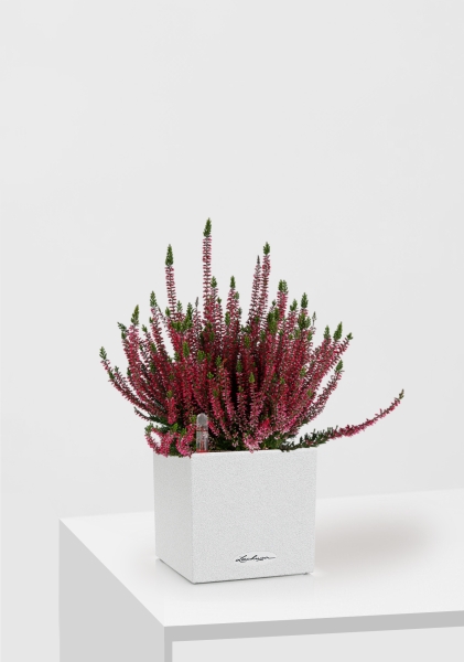 Вереск (Эрика) бордовый в CANTO Stone 14