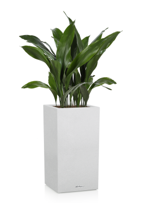 Аспидистра в CANTO Stone high 30, Серый камень Аспидистра в CANTO Stone high 30, Серый камень