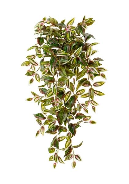 Традесканция зелено-бело-розовая ампельная, 40 см