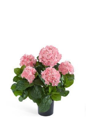Гортензия куст розовый большой в горшке