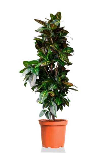 Кротон Кодиеум Петра бранч d27 см h100 см