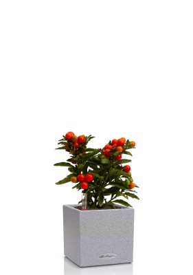 Соланум 10/25 см в CANTO STONE 14, серый камень