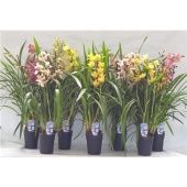 Цимбидиум 4 ствола d14 см h80 см