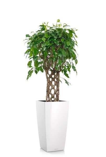 Фикус Экзотика решетка 23/100 см в CUBICO 30 Фикус Экзотика решетка 23/100 см в CUBICO 30