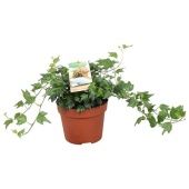 Хедера Jessica d13 см h30 см