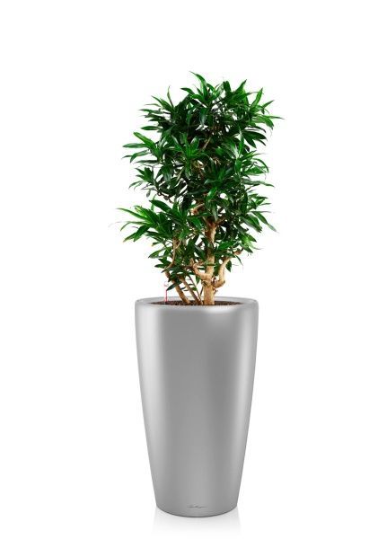 Драцена Песнь Ямайке 32/110 см в RONDO 40