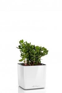 Крассула Овата в CUBE GLOSSY 14