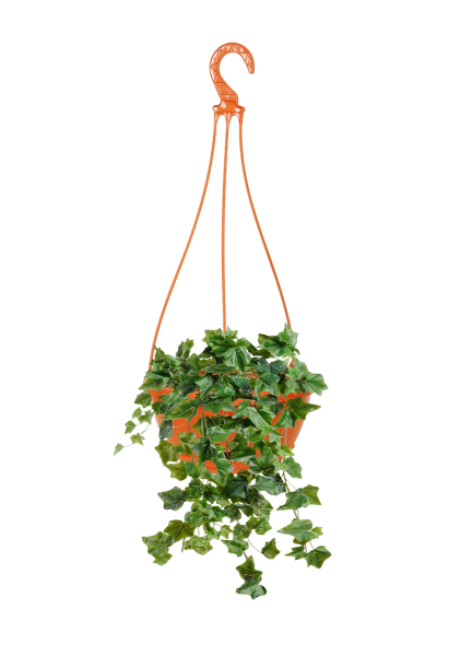 Хедера Питсбург 24/90 см