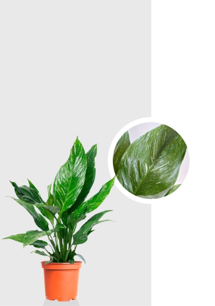 Спатифиллум Даймонд вариегатный 14/50 см