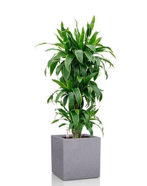 Драцена Артуро бранч 24/120 см в CANTO STONE LOW 30