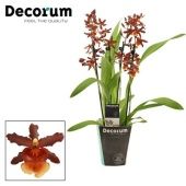 Орхидея Камбрия Тамия 4 ствола (decorum) d12 см h55 см