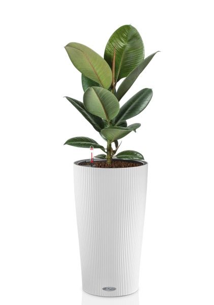 Фикус Эластика Робуста 17/60 см в CILINDRO 23 Фикус Эластика Робуста 17/60 см в CILINDRO 23