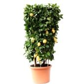 Цитрус Лимон цилиндр d48 см h155 см Цитрус Лимон цилиндр d48 см h155 см