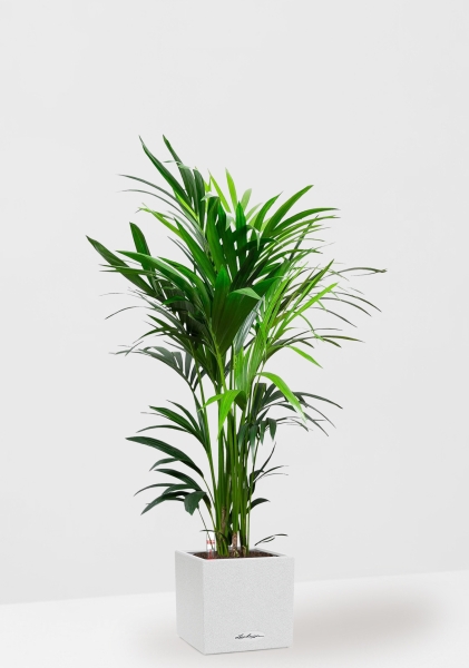 Ховея Кентия 27/160 см в CANTO STONE LOW 30