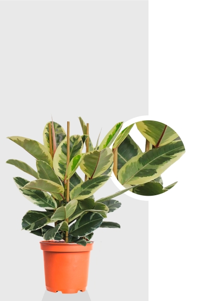 Фикус Эластика Тинеке 3 ствола 24/80 см Фикус Эластика Тинеке 3 ствола 24/80 см