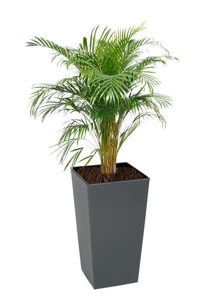 Хризалидокарпус Арека 27/180 см в LAMELA Finezja 40x40 Хризалидокарпус Арека 27/180 см в LAMELA Finezja 40x40