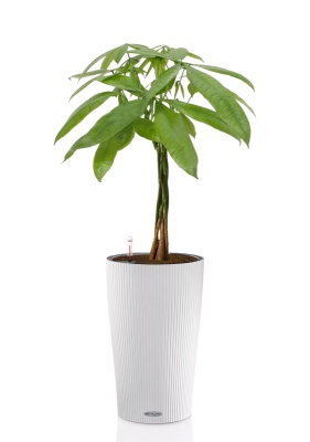 Пахира Акватика косичка 21/90 см в CILINDRO 32, белый Пахира Акватика косичка 21/90 см в CILINDRO 32, белый