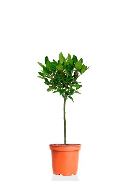 Лавр Нобилис штамбовый 17/70 см