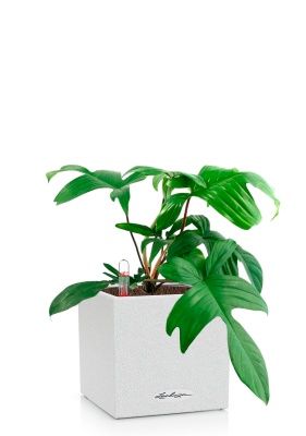 Филодендрон Флорида Грин 12/25 см в CANTO STONE 14, песочный белый