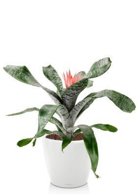 Эхмея 17/50 см в CLASSICO LS 21, белый блестящий