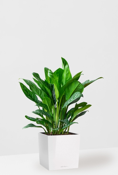 Аглаонема Страйп в CUBE 30