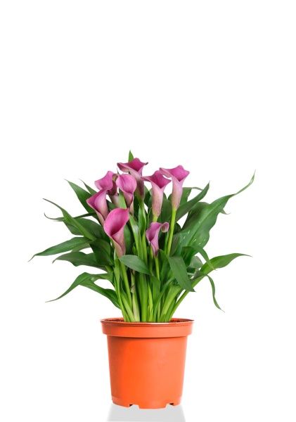 Калла микс 15/50 см