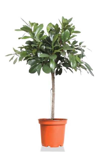 Фикус австралийский на стволе d21 см h100 см