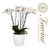 Фаленопсис 8 стволов White Grand Ceramic 65+ (florious) d32 см h120 см Фаленопсис 8 стволов White Grand Ceramic 65+ (florious) d32 см h120 см