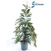 Фикус Биннендийка Амстел Кинг d27 см h140 см